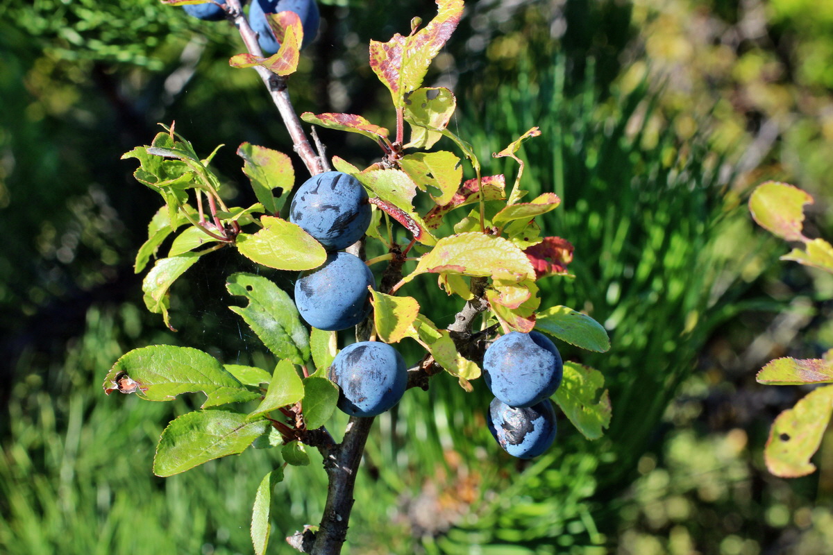 2014_08_28_00050242p_Bildgr��e �ndern