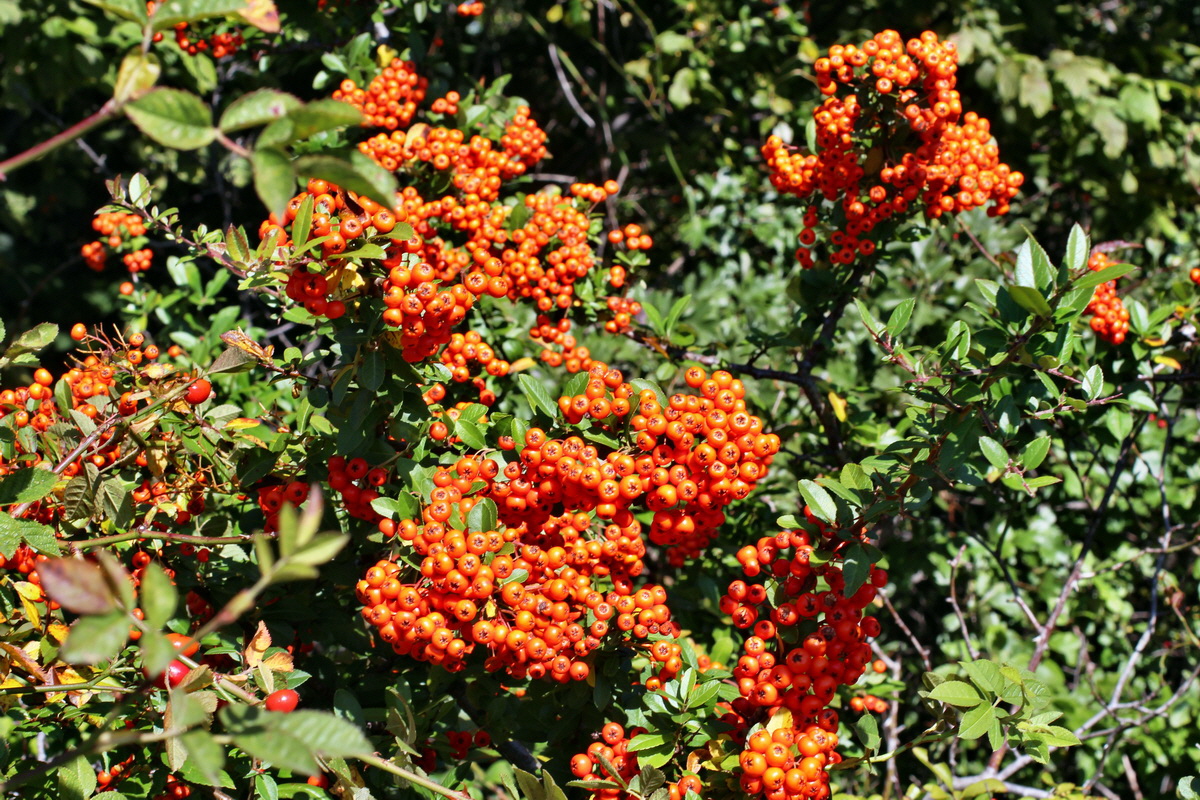 2014_08_28_00050273p_Bildgr��e �ndern