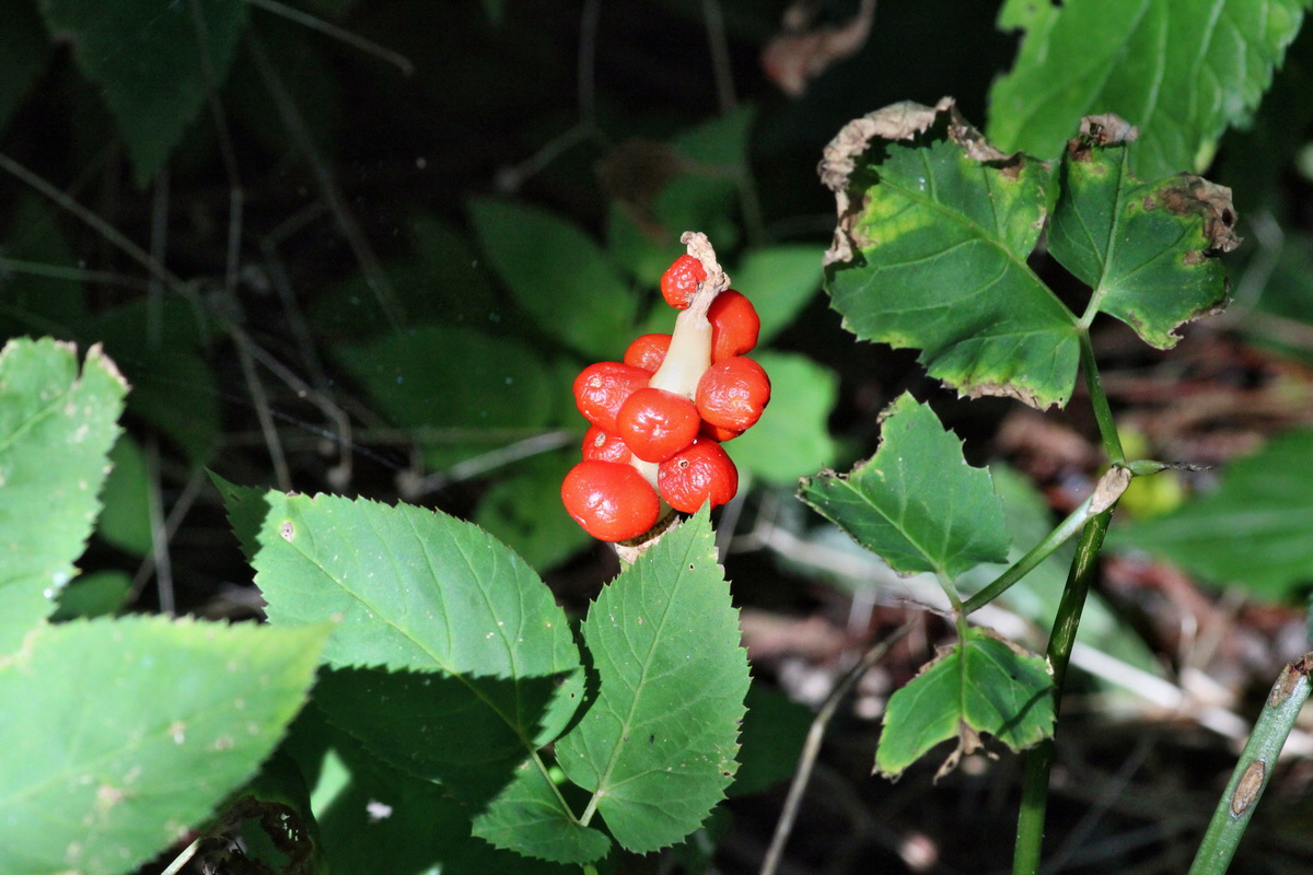 2014_08_28_00050369p_Bildgr��e �ndern