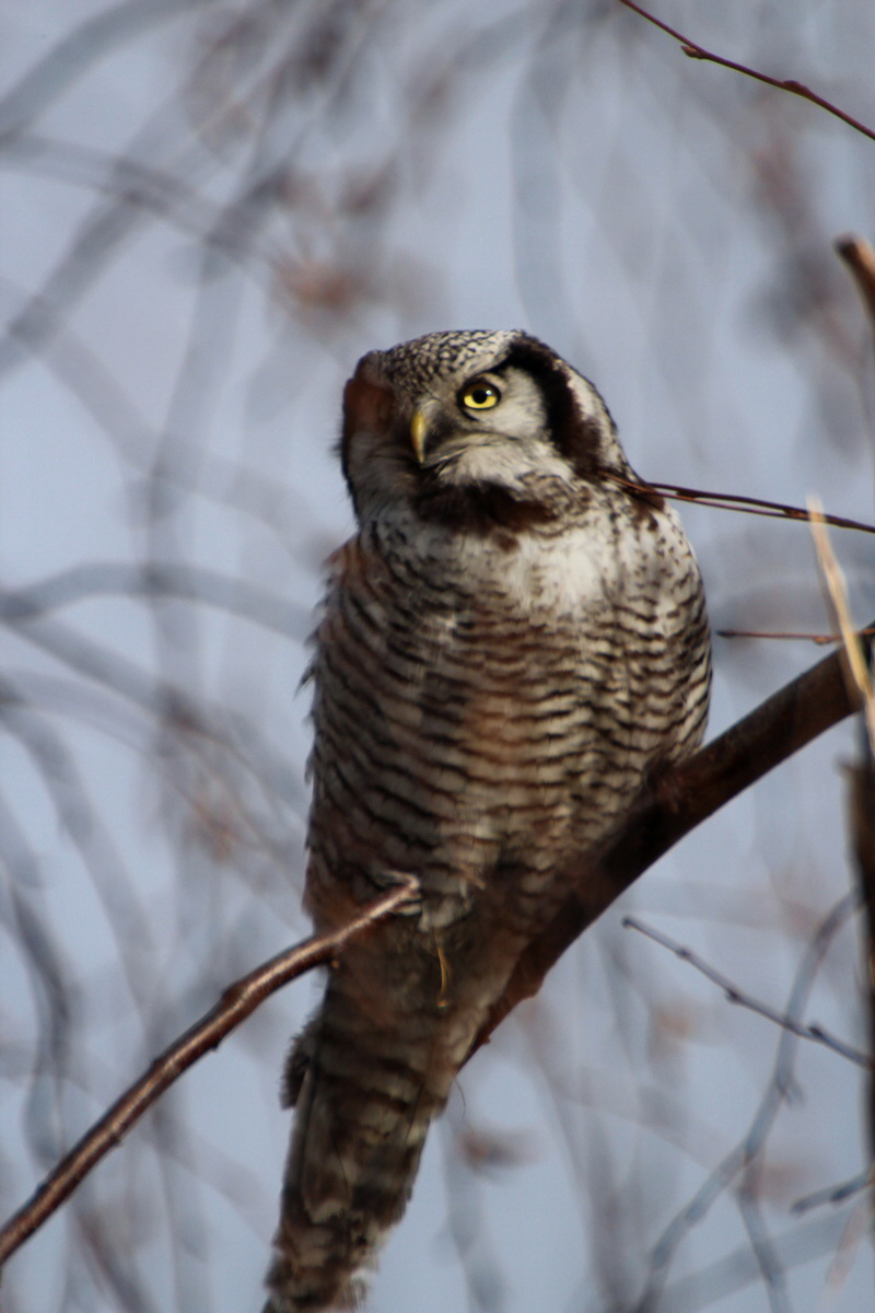 2014_02_08_00034005p_Bildgr��e �ndern