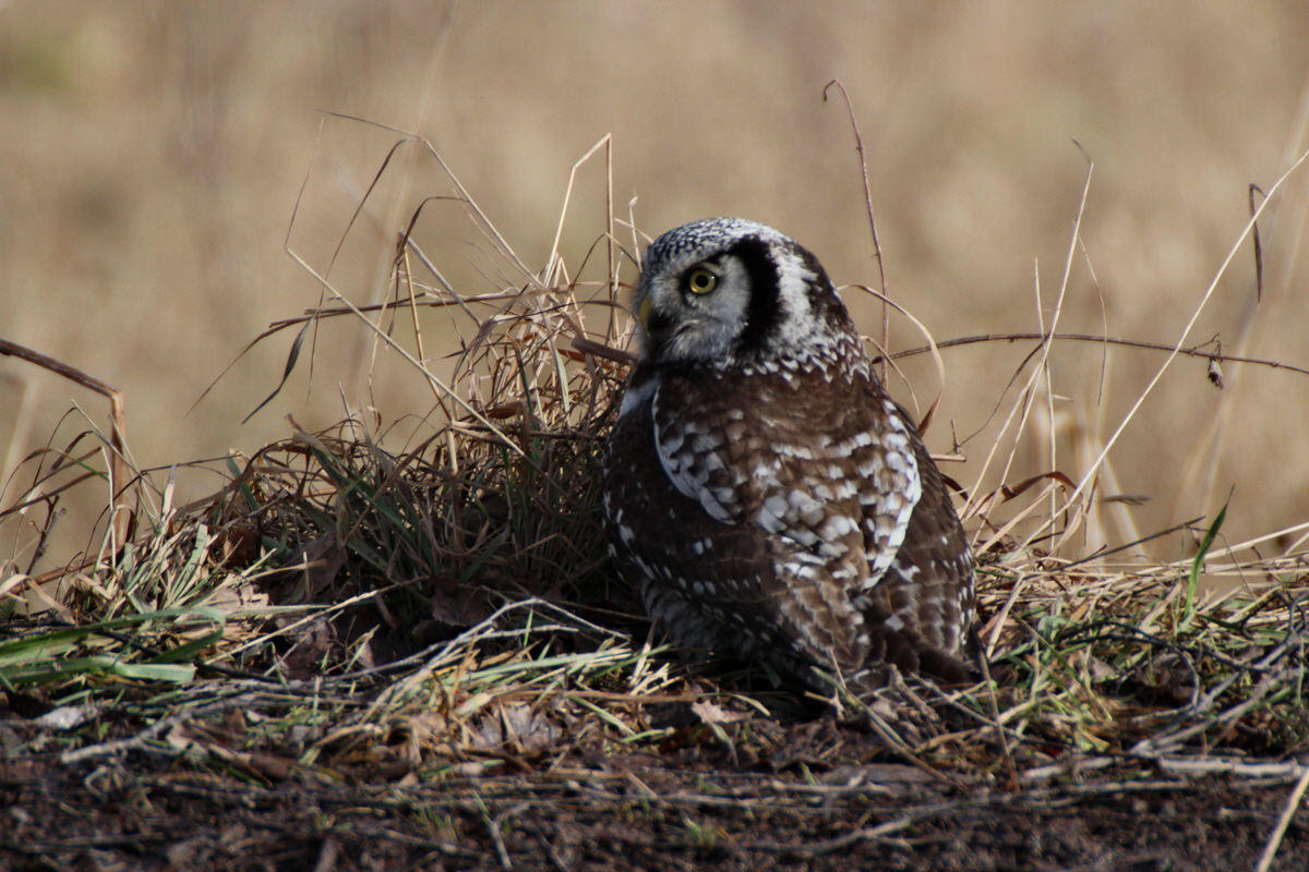 2014_02_08_00034113p_Bildgr��e �ndern