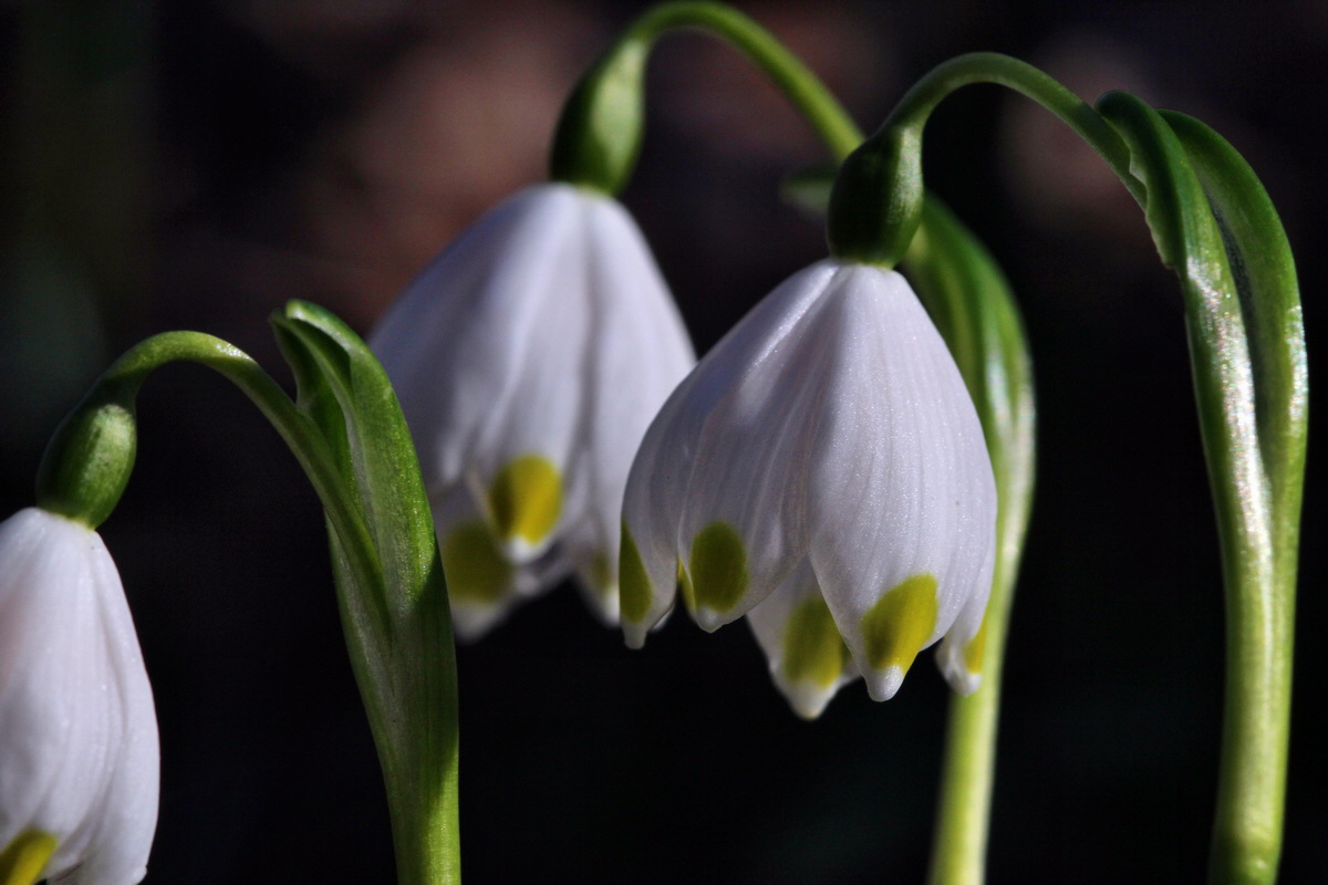 2014_02_16_00034986p_Bildgr��e �ndern