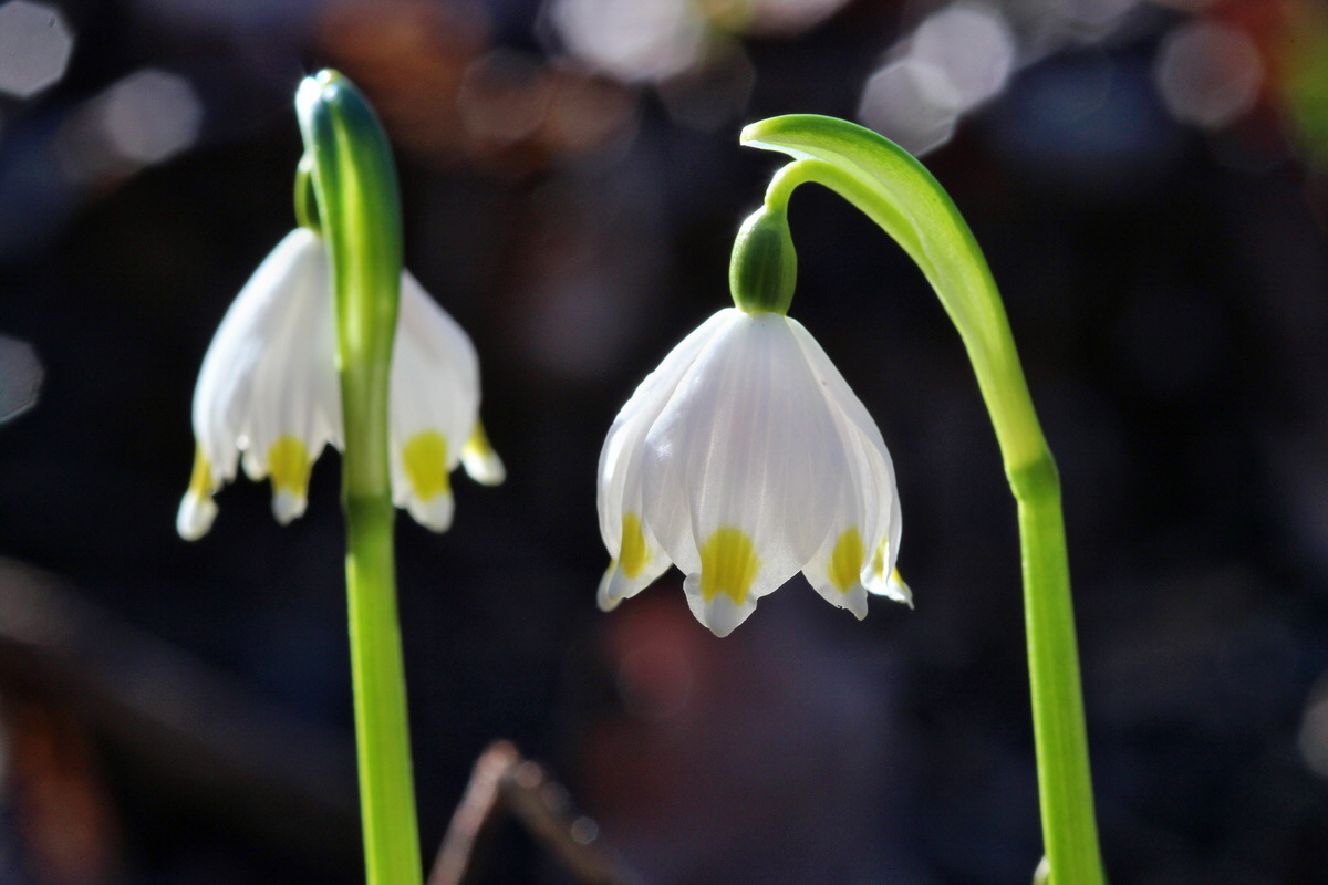 2014_02_16_00034991p_Bildgr��e �ndern