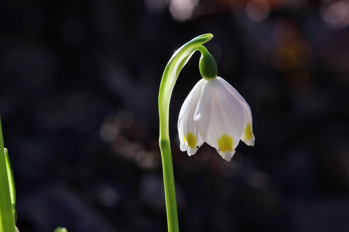 2014_02_16_00034992p_Bildgr��e �ndern