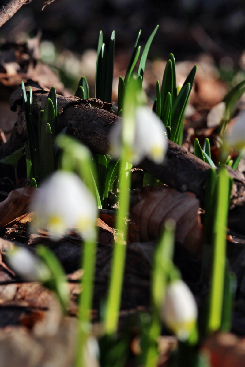 2014_02_16_00035006p_Bildgr��e �ndern