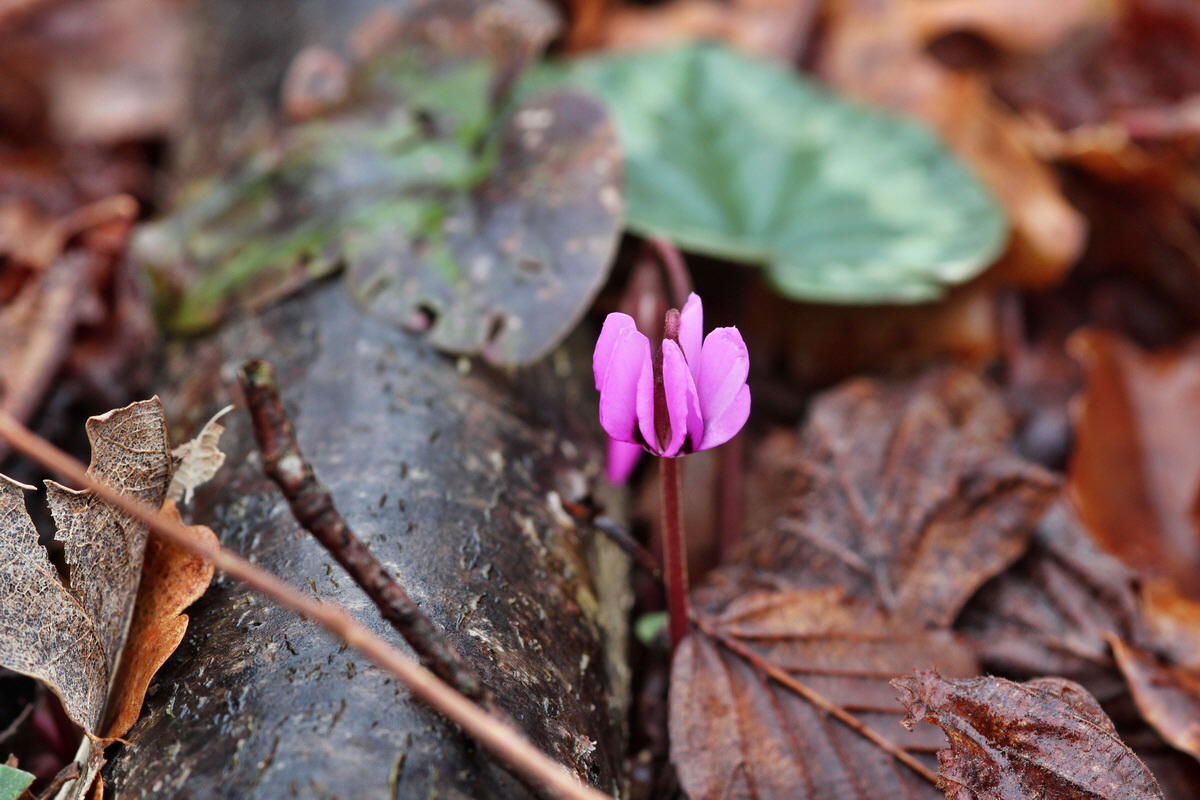 2014_02_18_00035112p_Bildgr��e �ndern