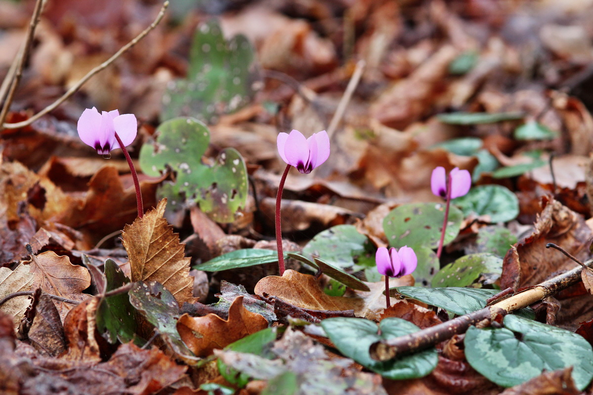 2014_02_18_00035117p_Bildgr��e �ndern