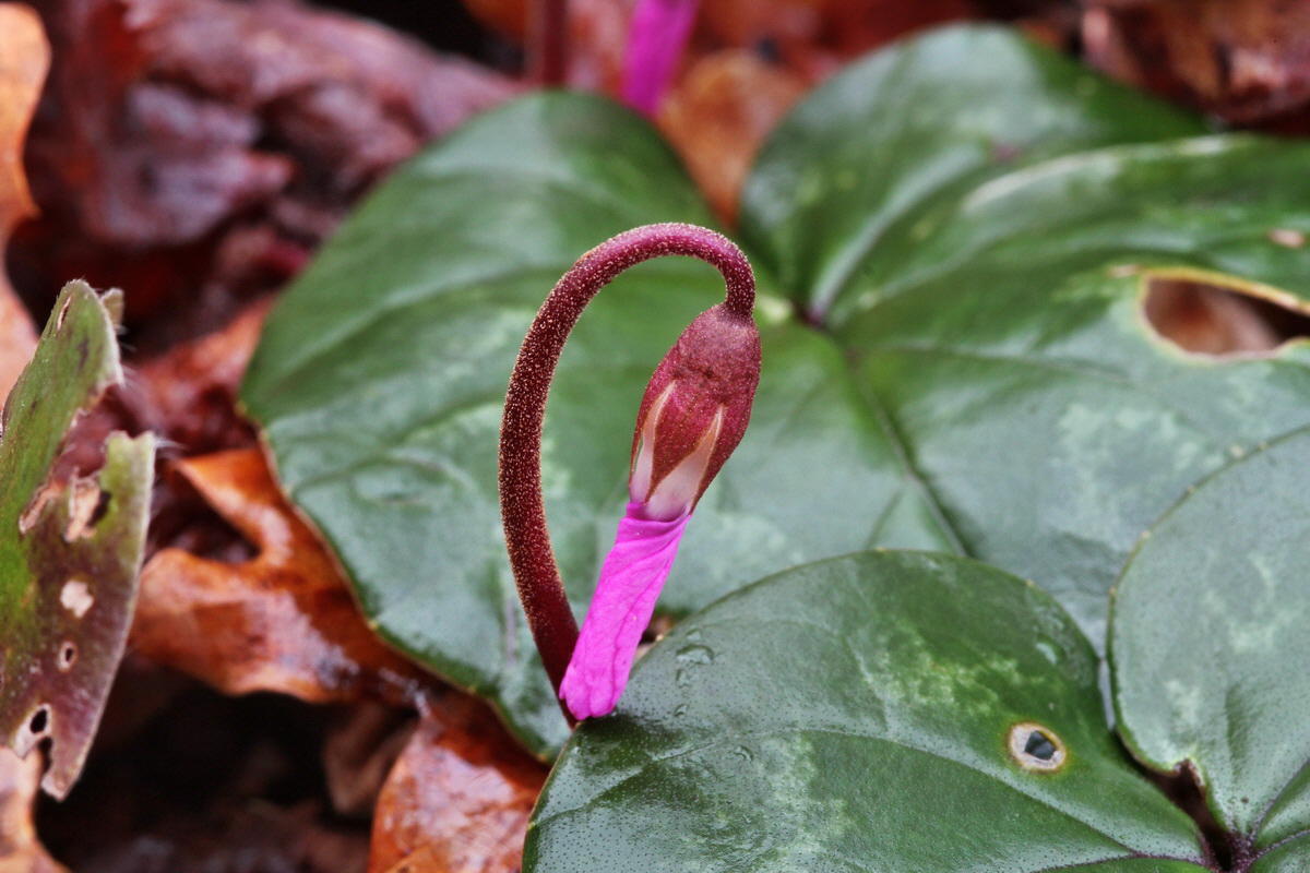 2014_02_18_00035121p_Bildgr��e �ndern