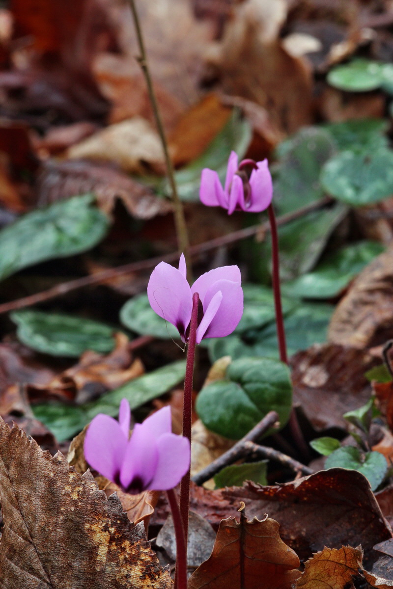 2014_02_18_00035129p_Bildgr��e �ndern