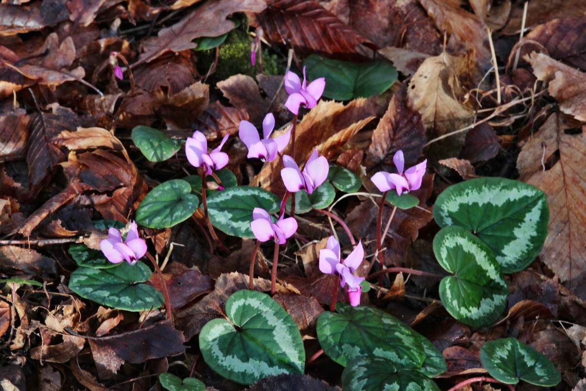 2014_02_18_00035151p_Bildgr��e �ndern