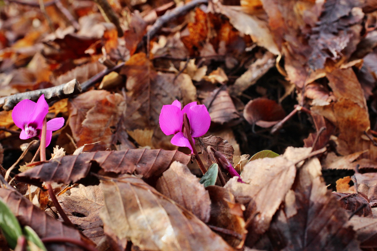 2014_02_18_00035246p_Bildgr��e �ndern