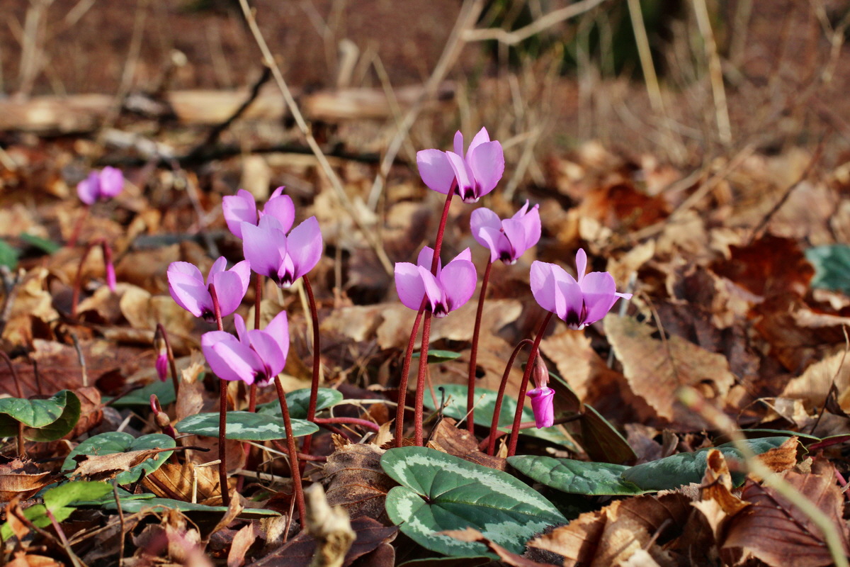 2014_02_18_00035248p_Bildgr��e �ndern