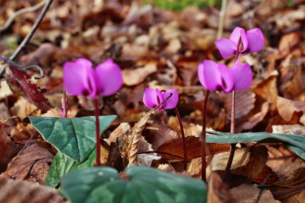 2014_02_18_00035255p_Bildgr��e �ndern