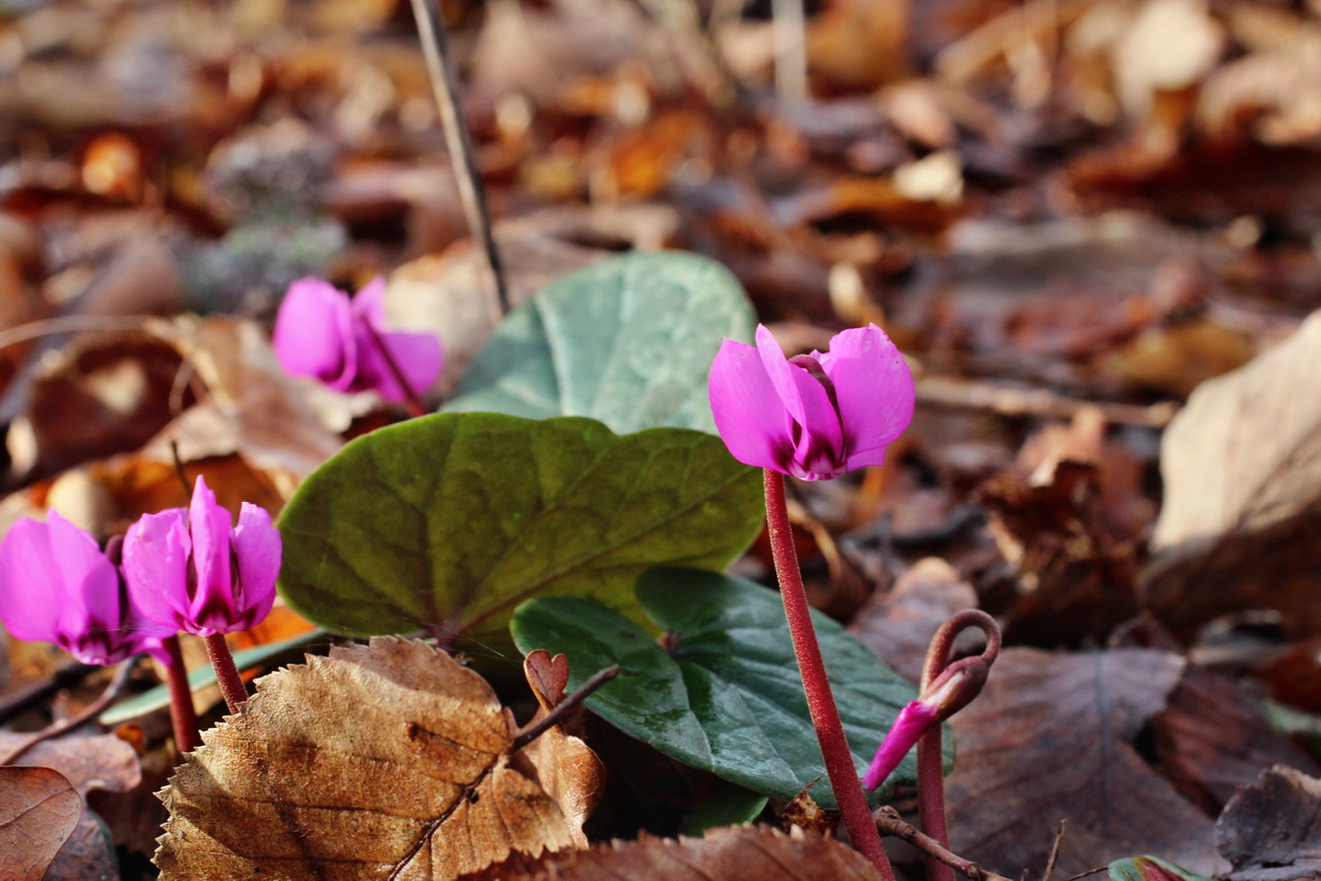 2014_02_18_00035259p_Bildgr��e �ndern