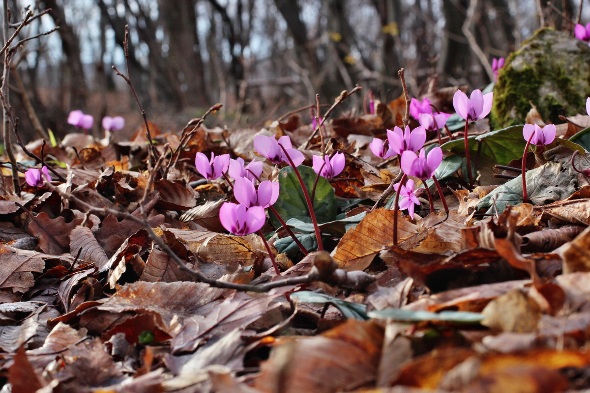 2014_02_18_00035268p_Bildgr��e �ndern