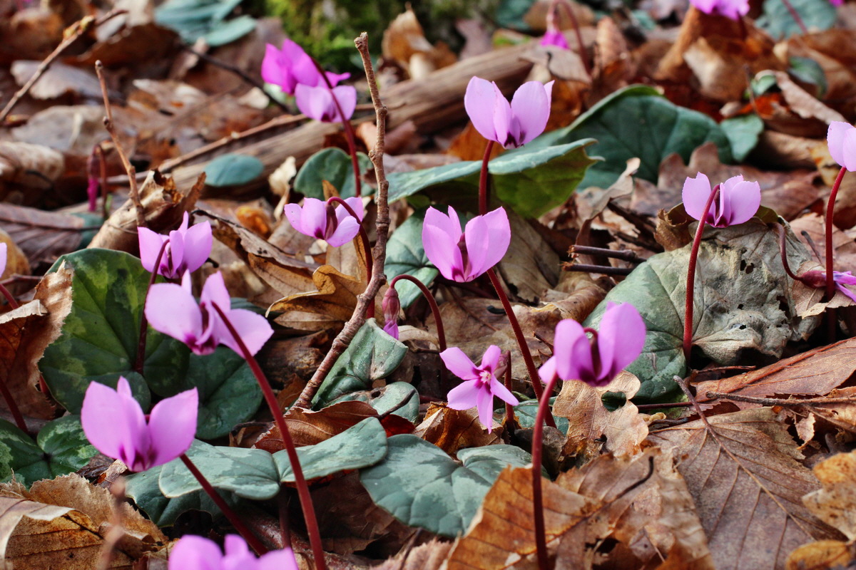 2014_02_18_00035277p_Bildgr��e �ndern