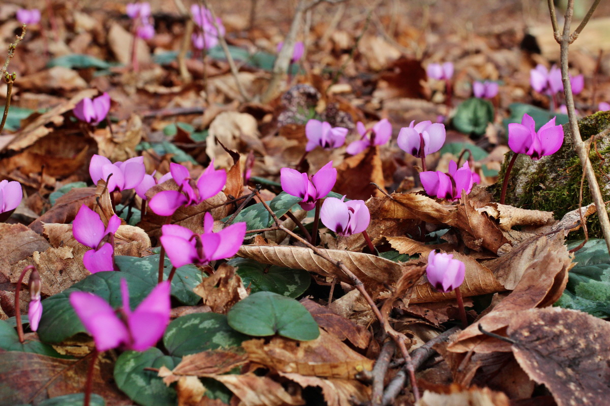 2014_02_18_00035280p_Bildgr��e �ndern