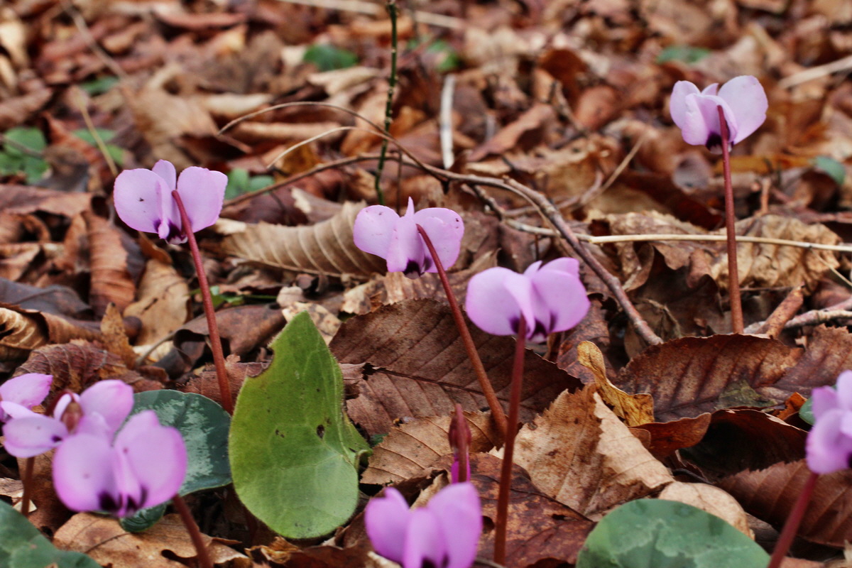 2014_02_18_00035285p_Bildgr��e �ndern