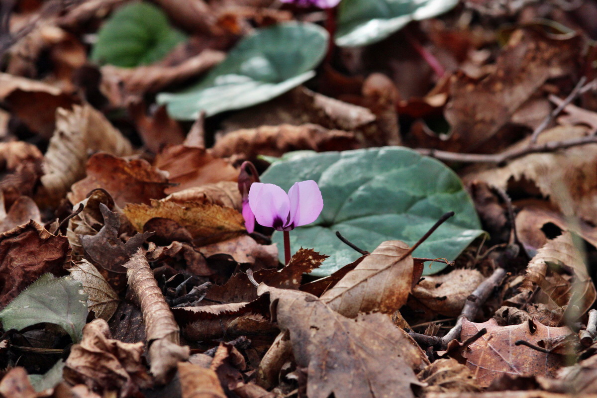 2014_02_22_00035315p_Bildgr��e �ndern