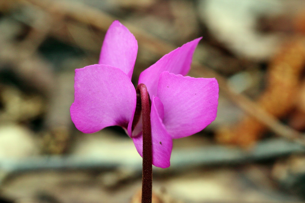 2014_02_22_00035317p_Bildgr��e �ndern