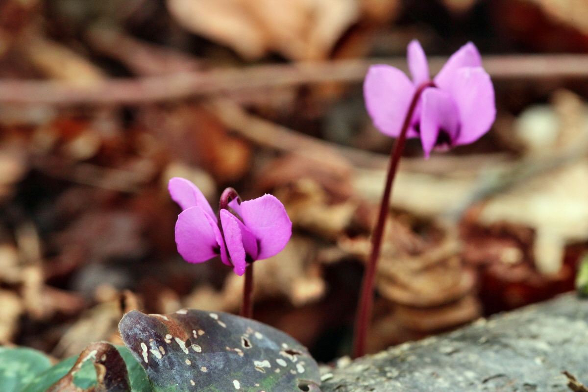 2014_02_22_00035319p_Bildgr��e �ndern