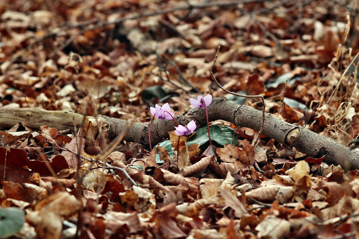 2014_02_22_00035321p_Bildgr��e �ndern