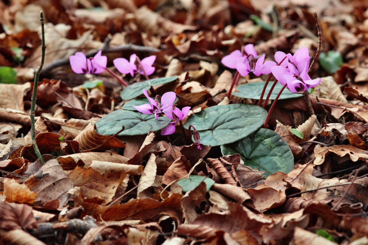 2014_02_22_00035324p_Bildgr��e �ndern