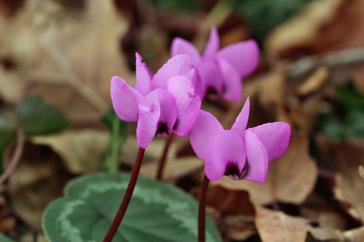 2014_02_22_00035329p_Bildgr��e �ndern