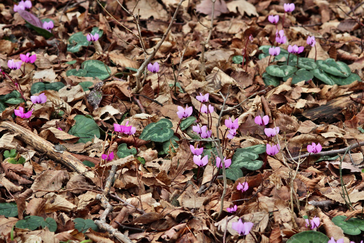 2014_02_22_00035334p_Bildgr��e �ndern