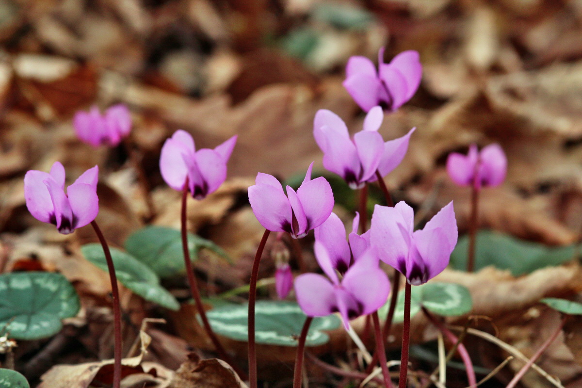 2014_02_22_00035338p_Bildgr��e �ndern