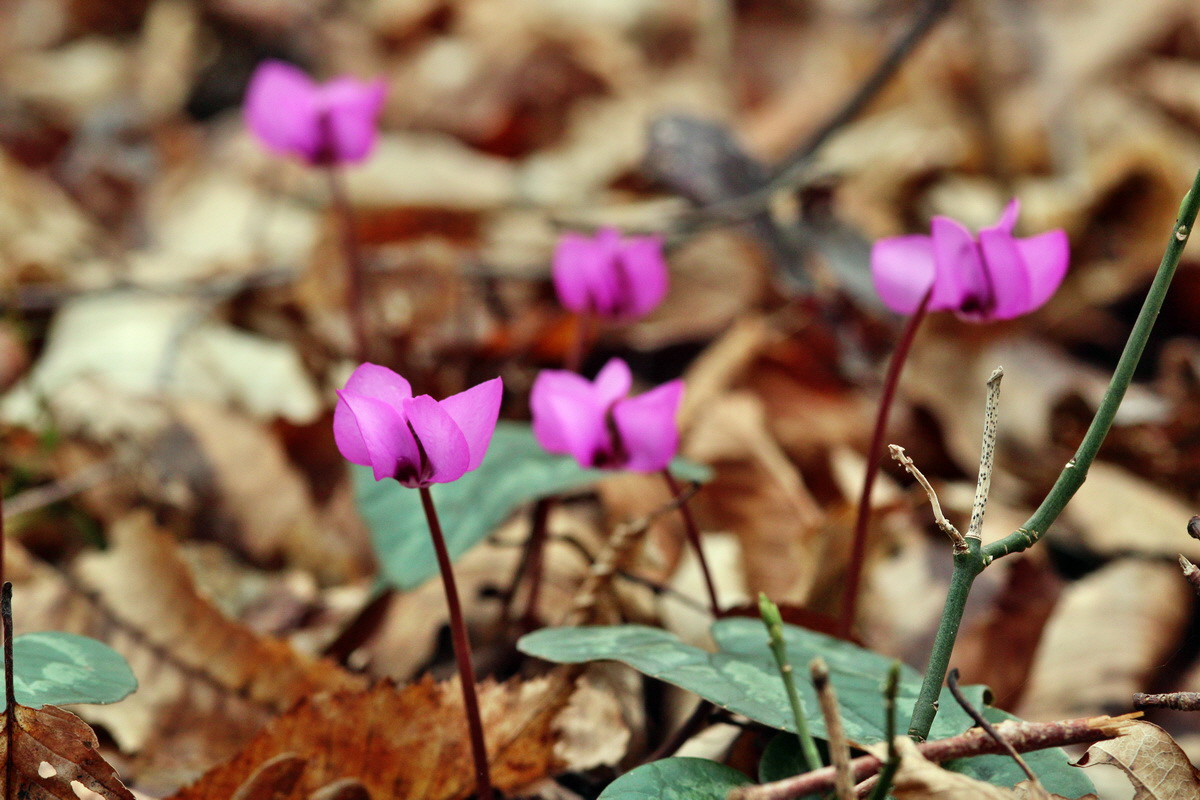 2014_02_22_00035339p_Bildgr��e �ndern