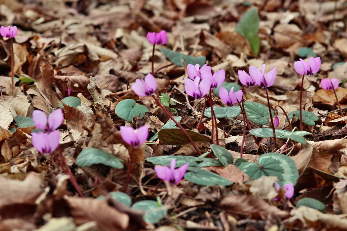 2014_02_22_00035342p_Bildgr��e �ndern