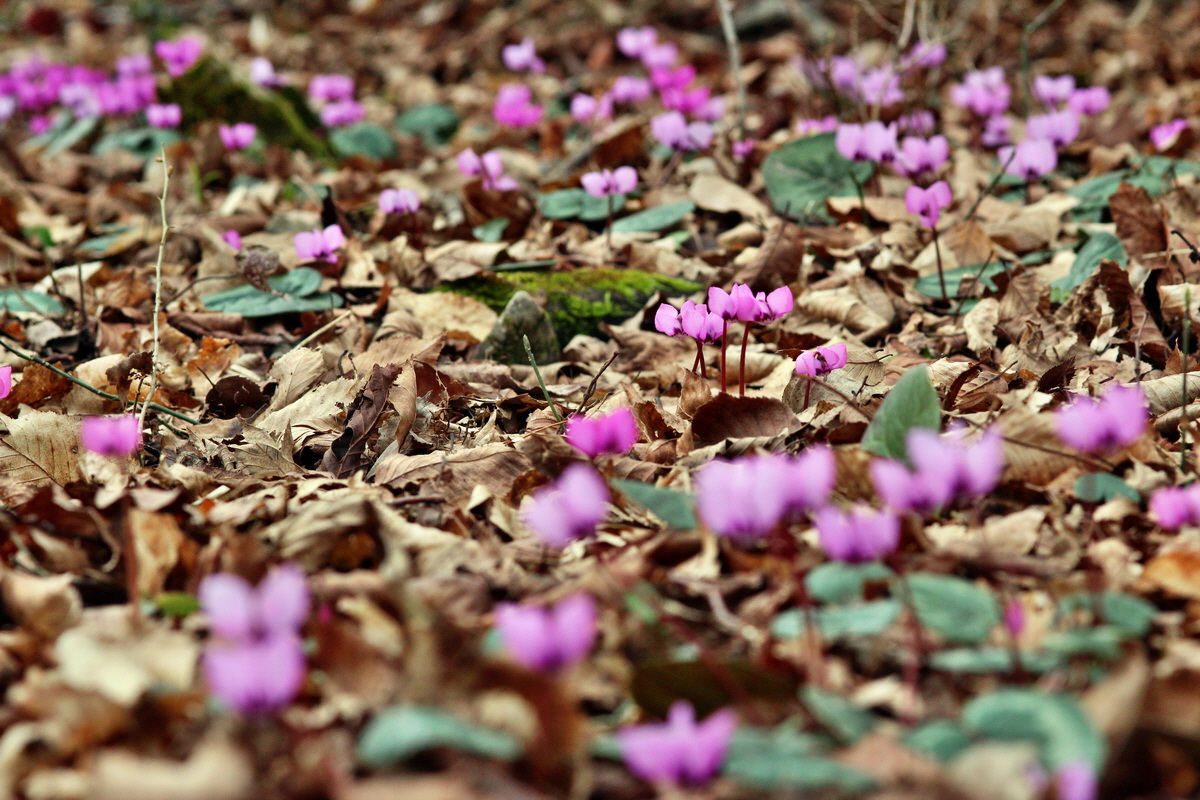 2014_02_22_00035344p_Bildgr��e �ndern