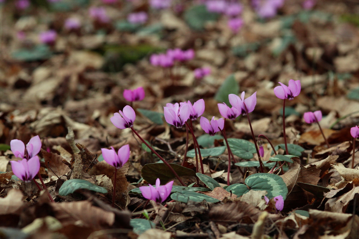 2014_02_22_00035347p_Bildgr��e �ndern