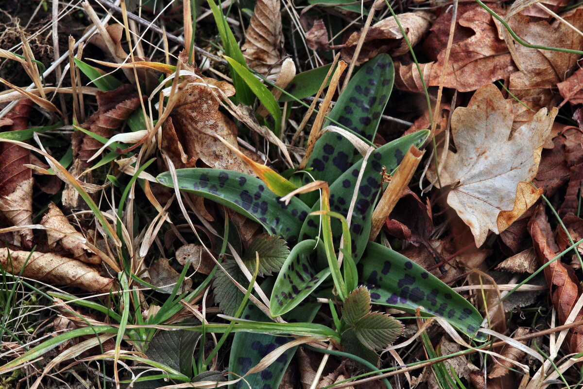 2014_02_22_00035378p_Bildgr��e �ndern