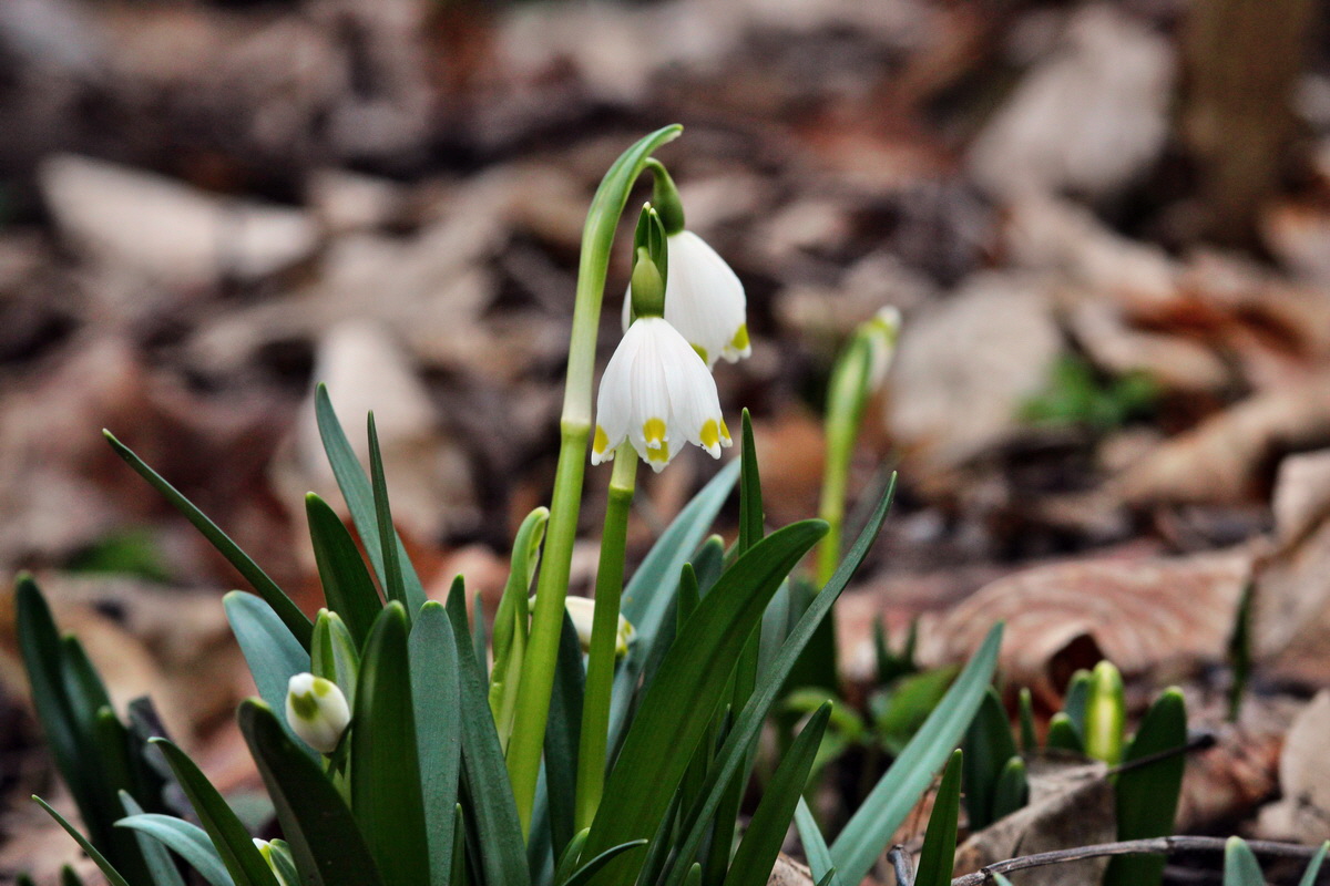 2014_02_24_00035442p_Bildgr��e �ndern