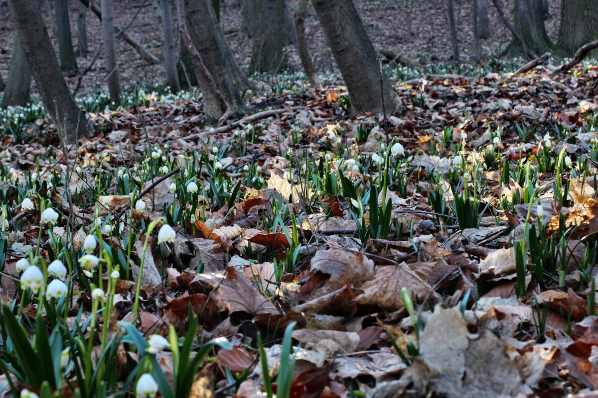 2014_02_24_00035474p_Bildgr��e �ndern