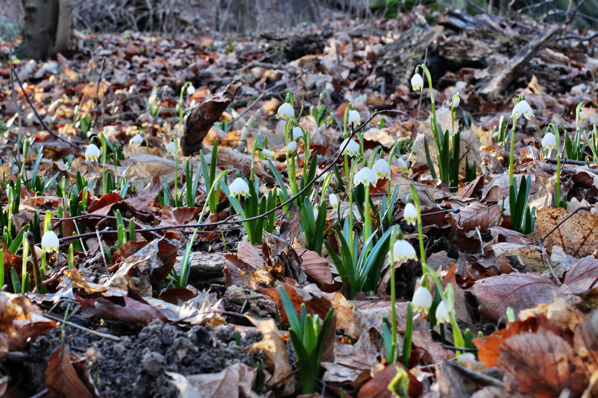 2014_02_24_00035476p_Bildgr��e �ndern