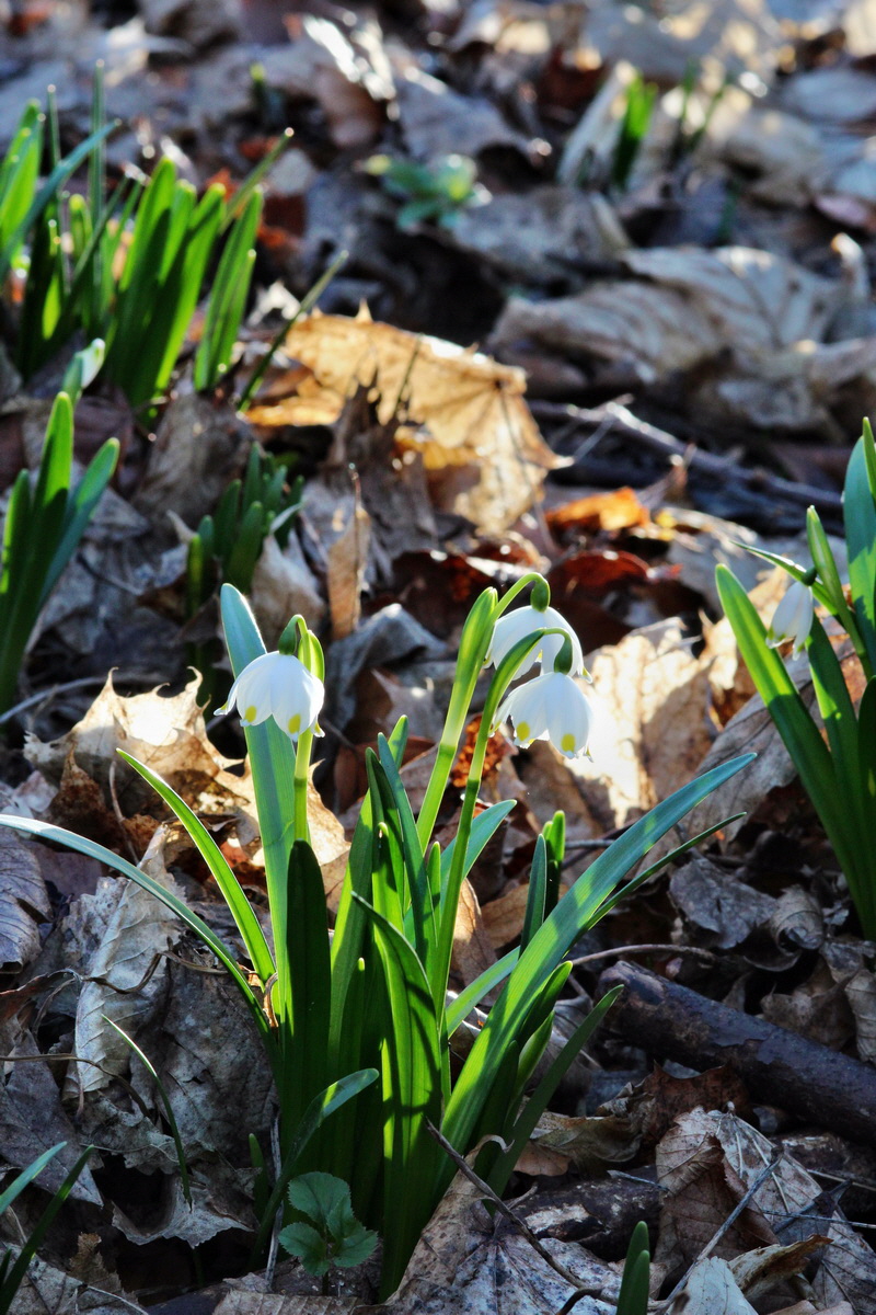 2014_02_24_00035510p_Bildgr��e �ndern