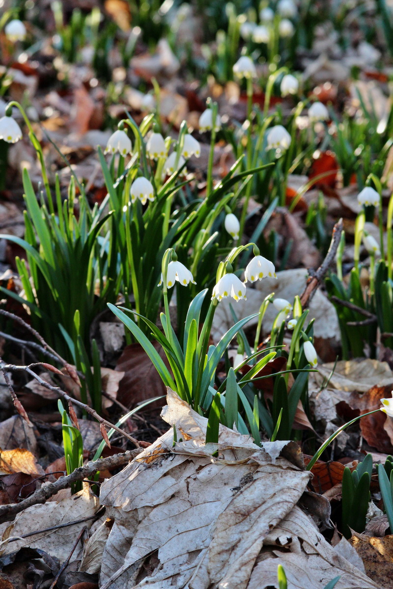 2014_02_24_00035515p_Bildgr��e �ndern