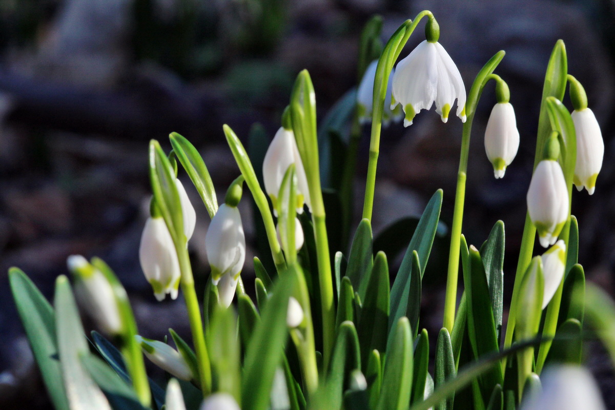 2014_02_24_00035527p_Bildgr��e �ndern