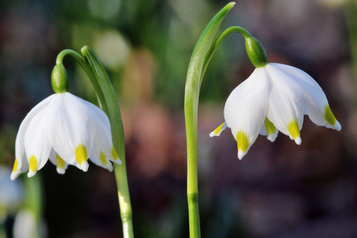 2014_02_24_00035531p_Bildgr��e �ndern