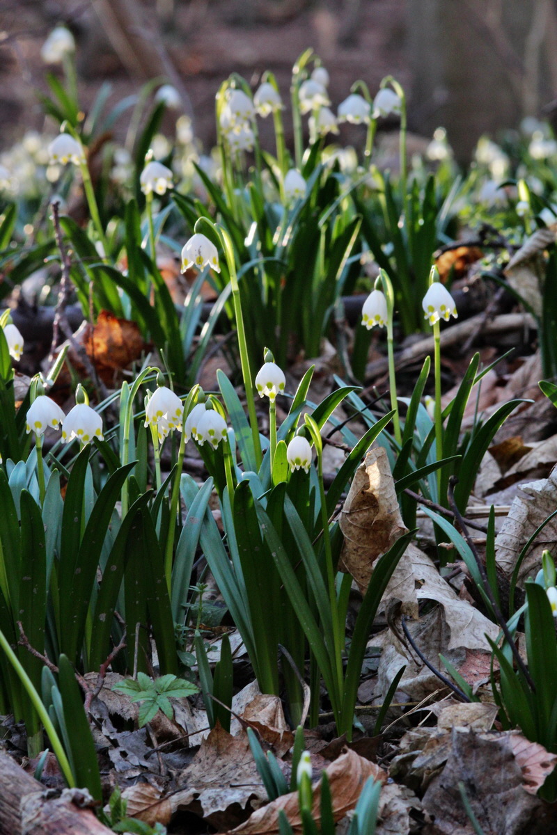 2014_02_24_00035554p_Bildgr��e �ndern