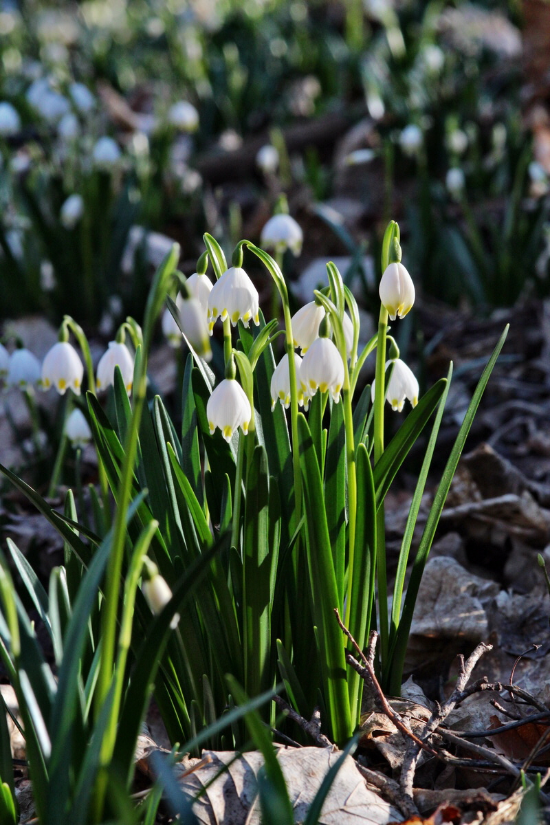 2014_02_24_00035579p_Bildgr��e �ndern