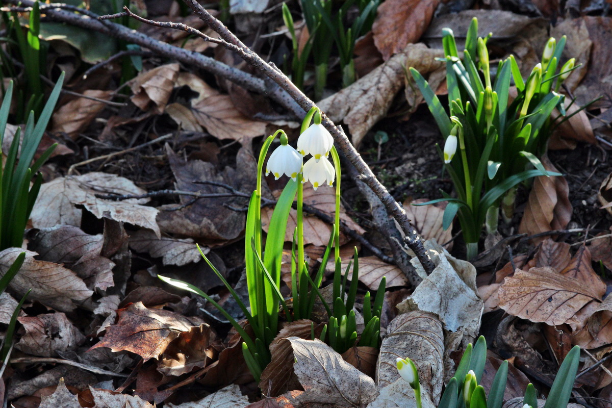 2014_02_24_00035623p_Bildgr��e �ndern