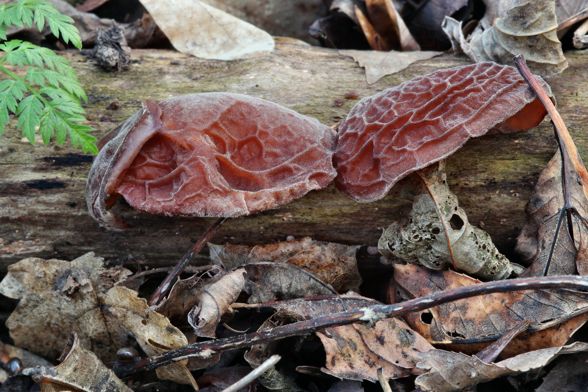 2014_01_11_00033650p_Bildgr��e �ndern