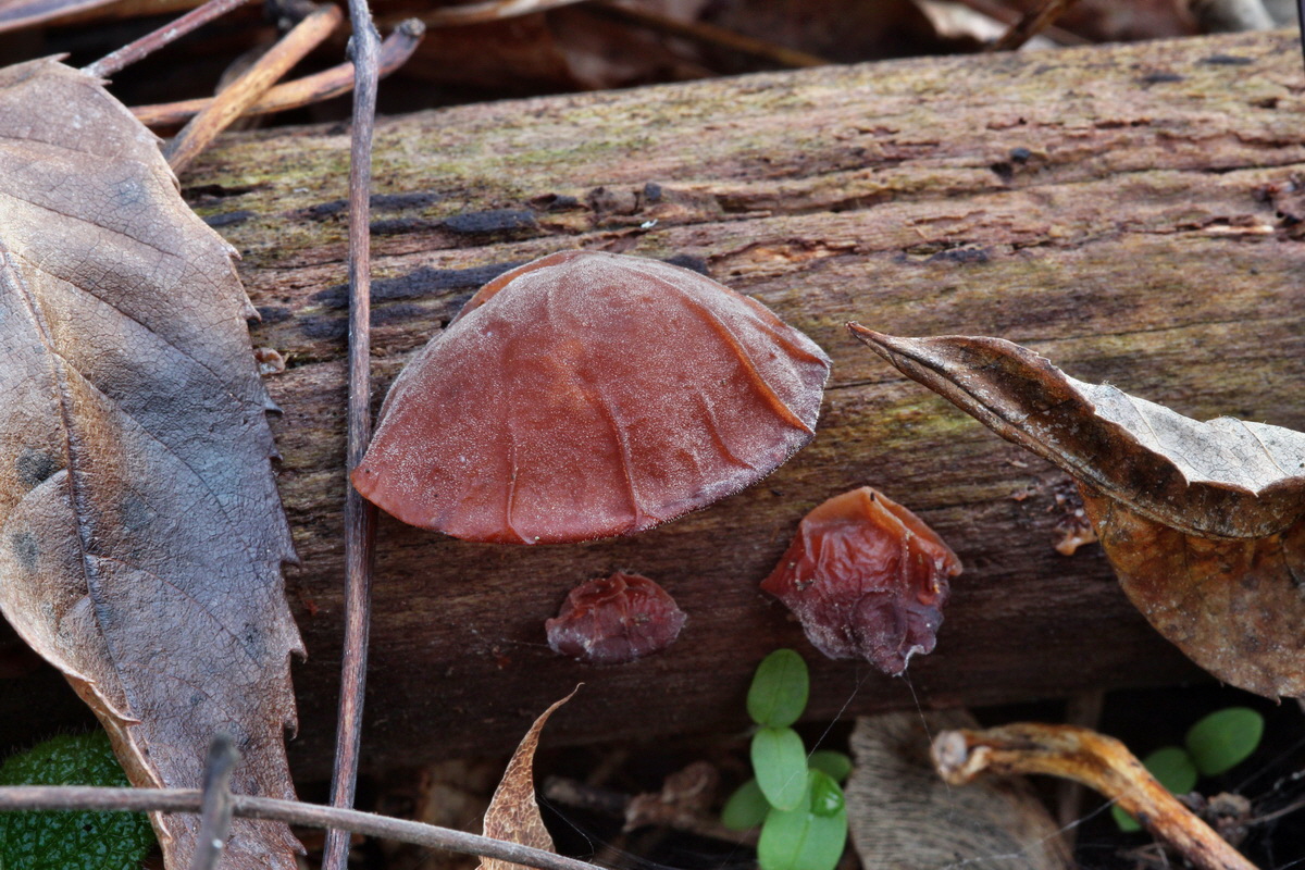 2014_01_11_00033654p_Bildgr��e �ndern