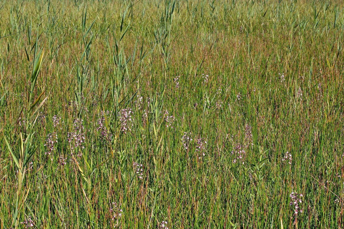 2014_07_02_00047699p_Bildgr��e �ndern