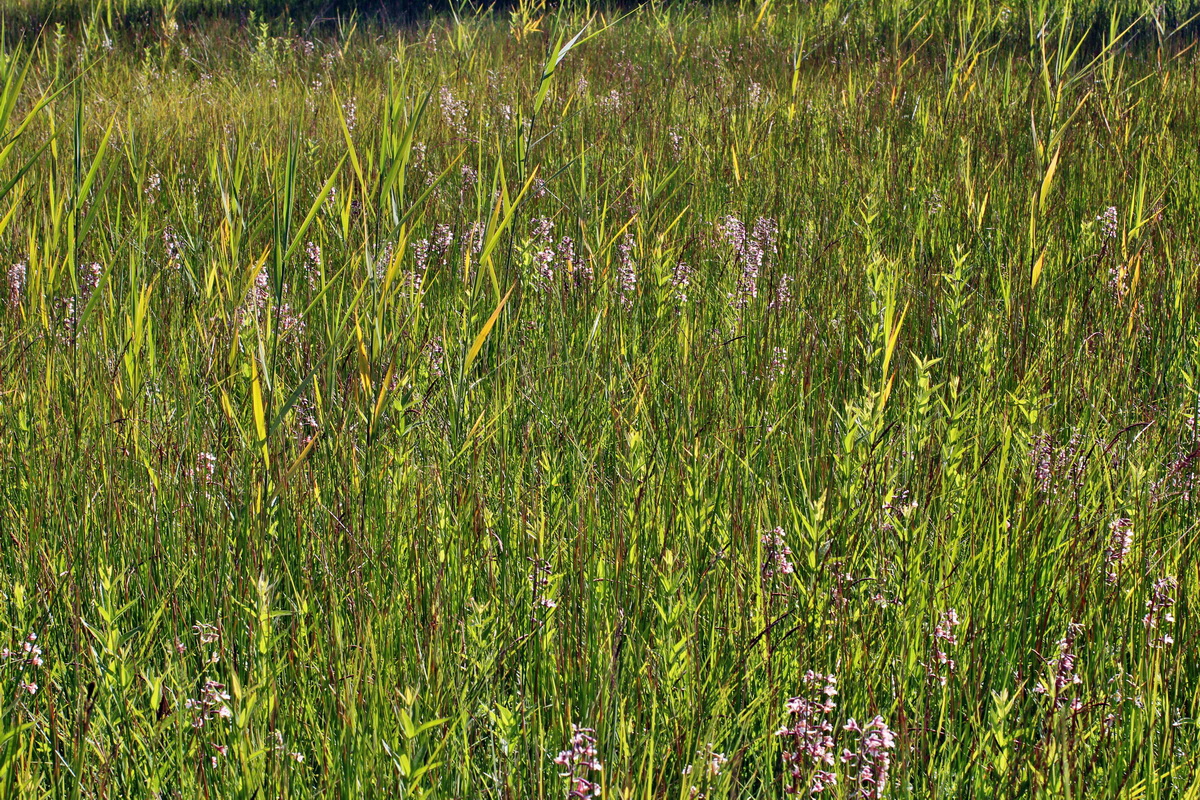 2014_07_02_00047746p_Bildgr��e �ndern