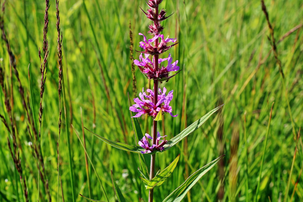 2014_07_02_00047756p_Bildgr��e �ndern